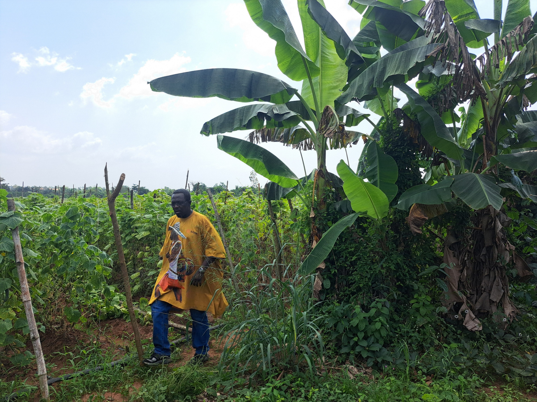 Farmer in banana and bean field